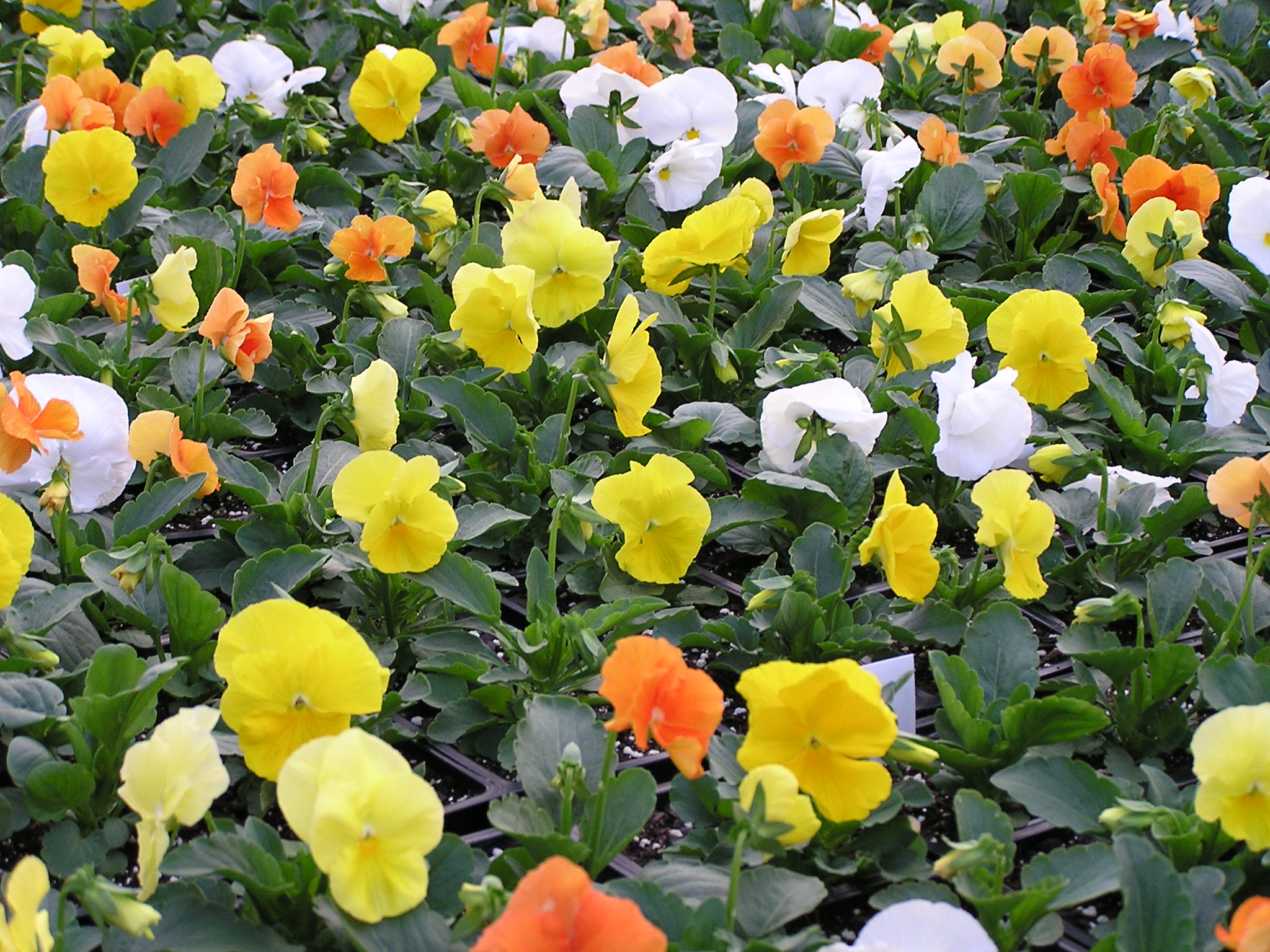 Pansy