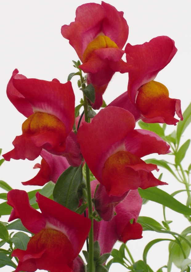 Snapdragon
