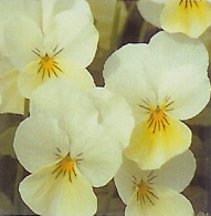 Viola