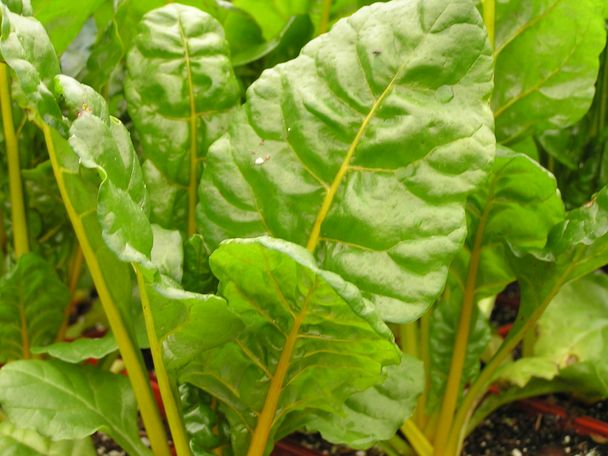 Swiss Chard
